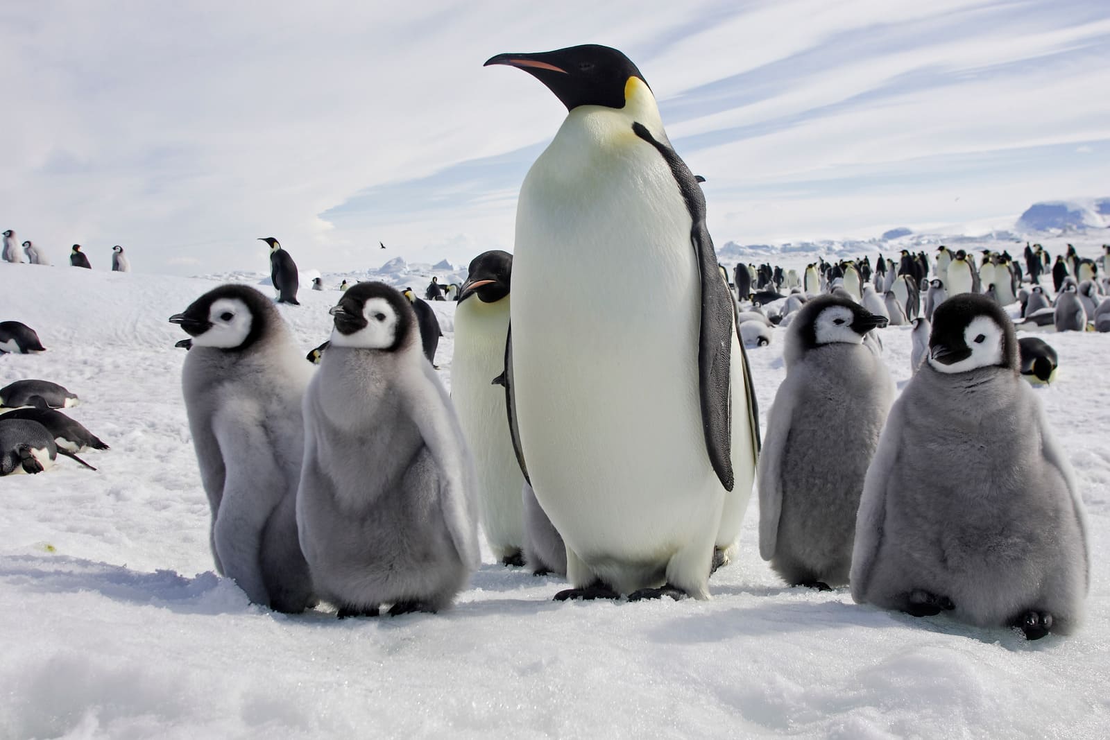 Emperor penguins | Snow Hill Island | Antarctica