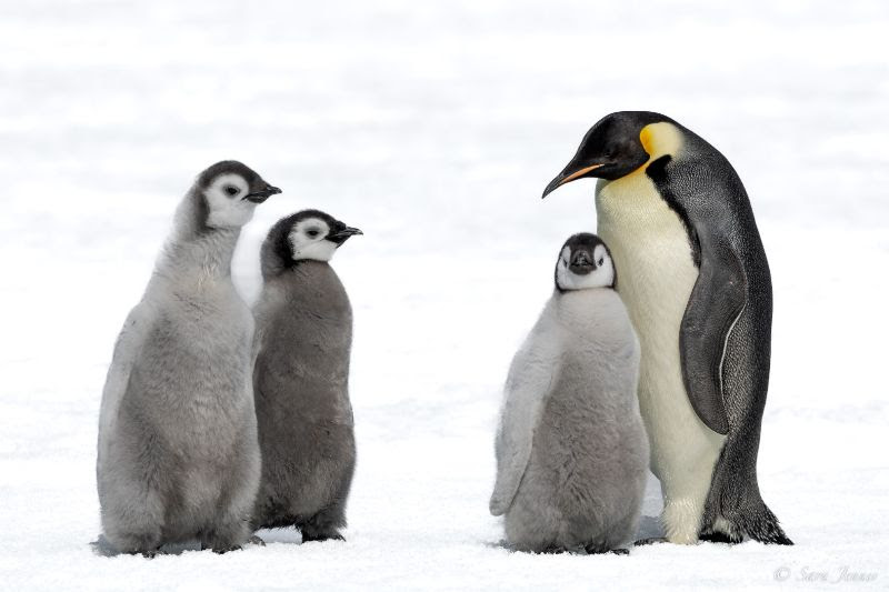 Emperor pnguins | Antarctica