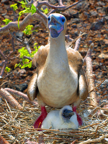 Entry Requirements Galapagos