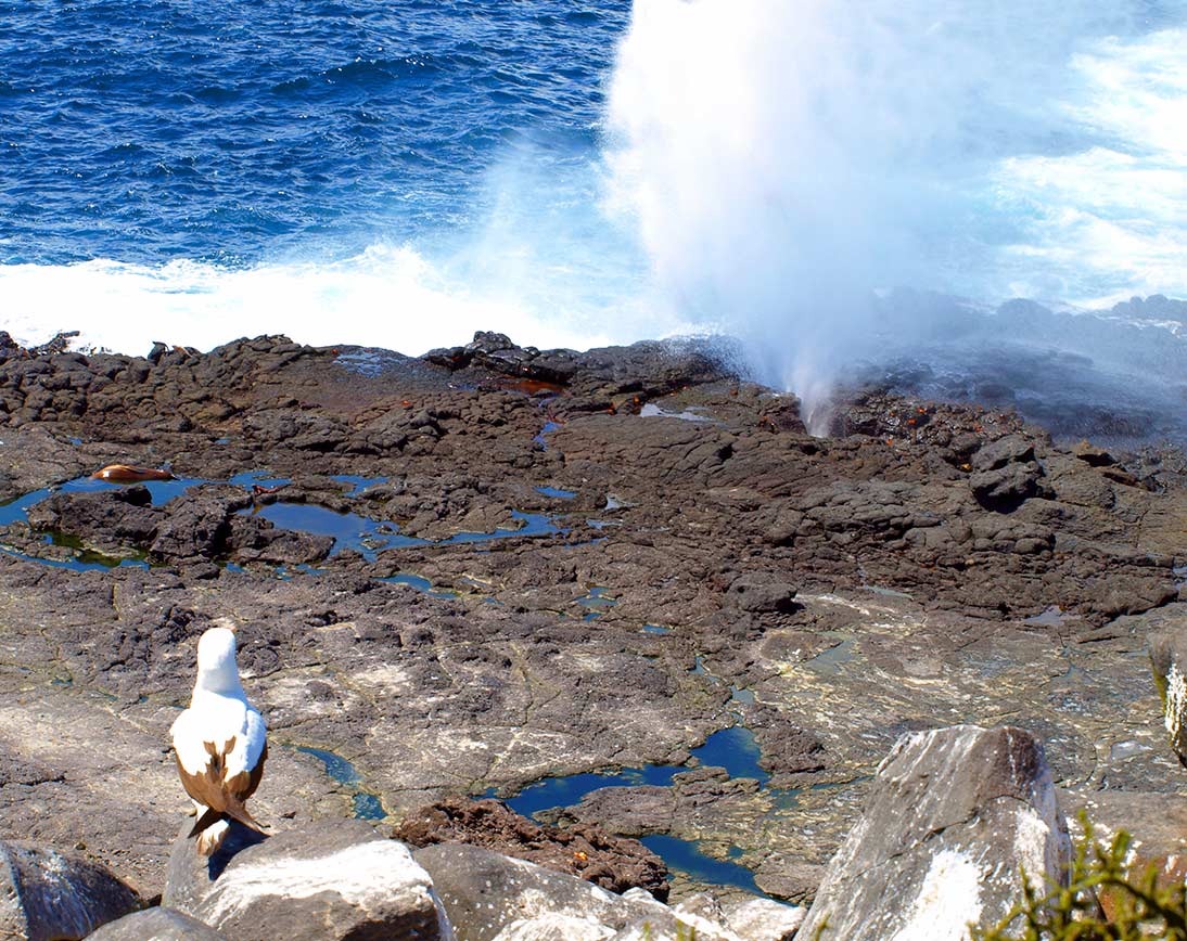 Española Island | Galapagos