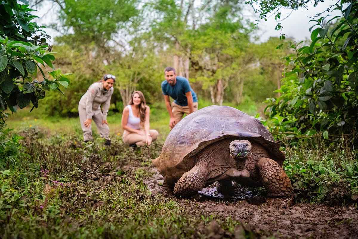 Guide and couple observing Giant tortoises | Galapagos Islands