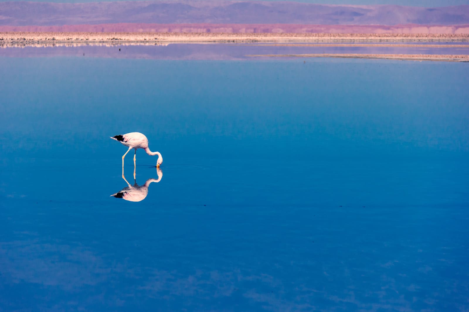 Flamingo | Atacama Desert | Chile