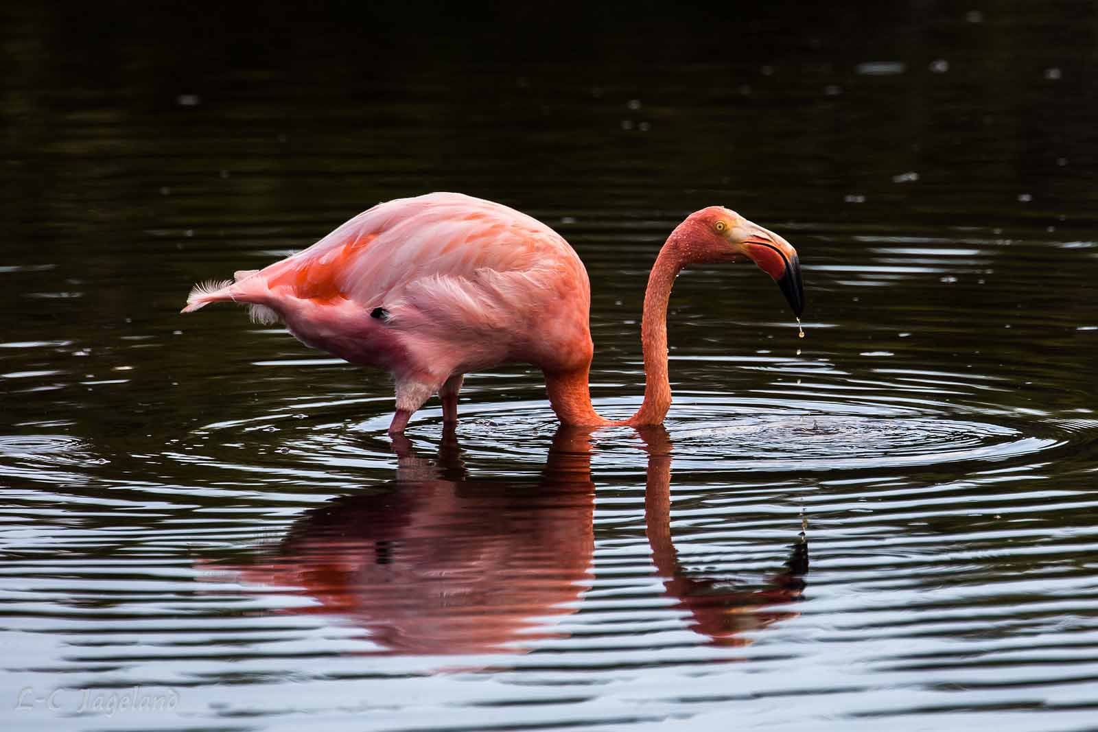 Pink flamingo | Puerto Villamil | Isabela Island
