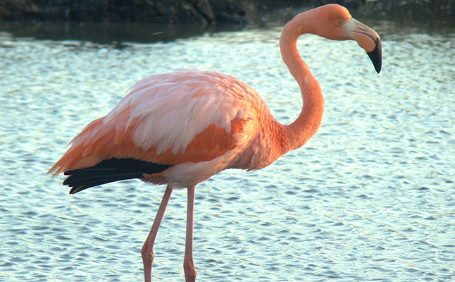 galapagos flamingo