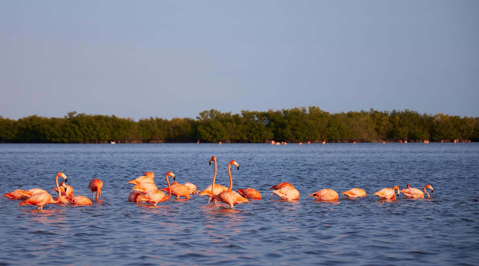 Flamingos | Río Lagartos | Yucatan