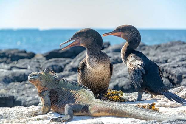 Flightless cormorants and marine iguana | Galapagos Islands | Ecuador | South America