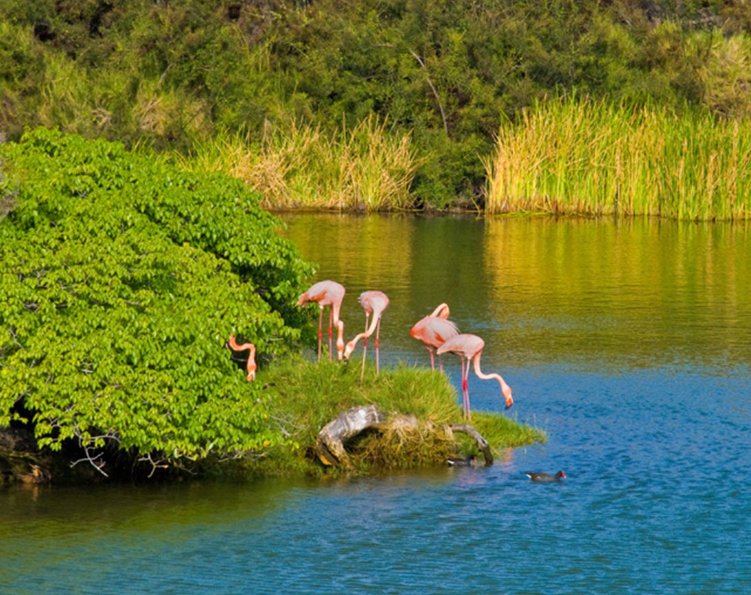 Floreana Island