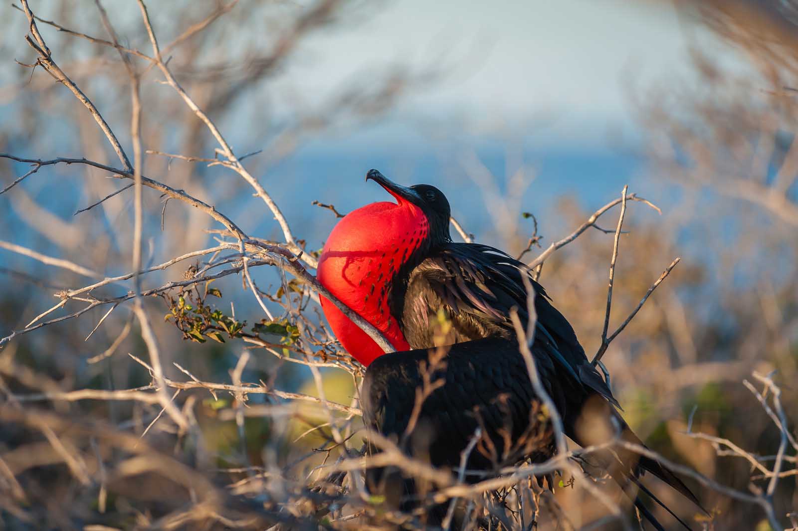 Frigate Bird | Galapagos Islands