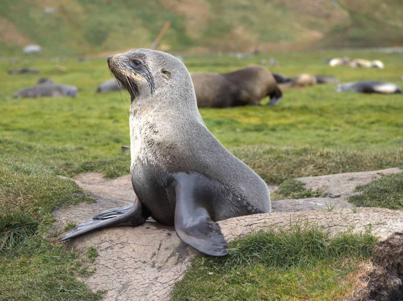 Fur Seal | South Georgia | Antarctica