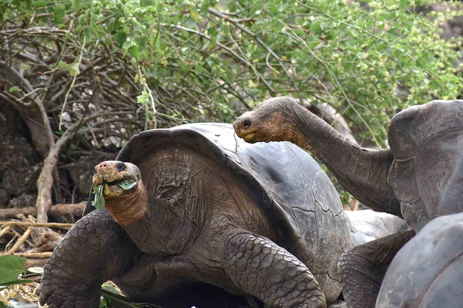 Santa Cruz Island - Giant Tortoises