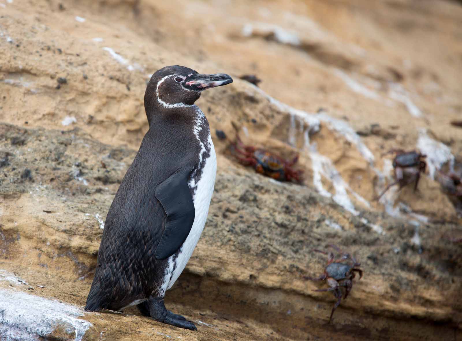 Galapagos Penguin | Galapagos Islands
