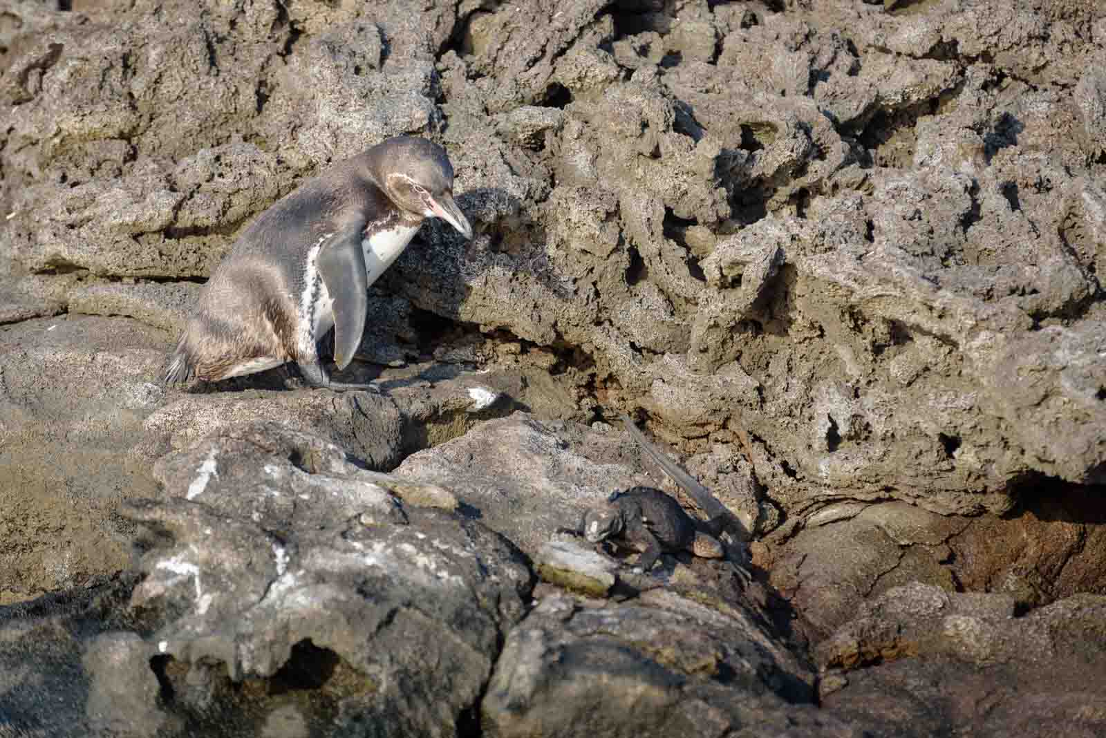 Galapagos penguin and marine iguana | Santiago Island