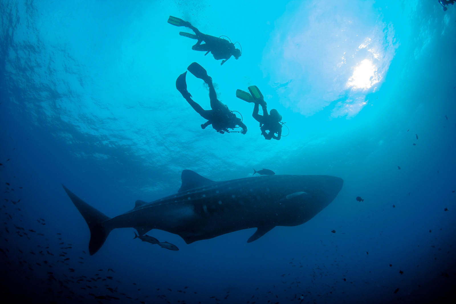 Diving with whale sharks in Galapagos