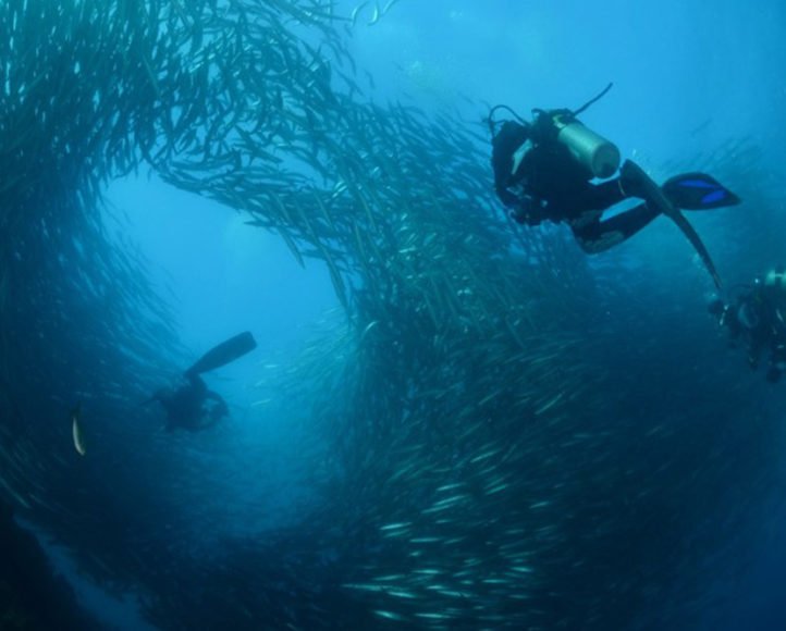 Galapagos diving