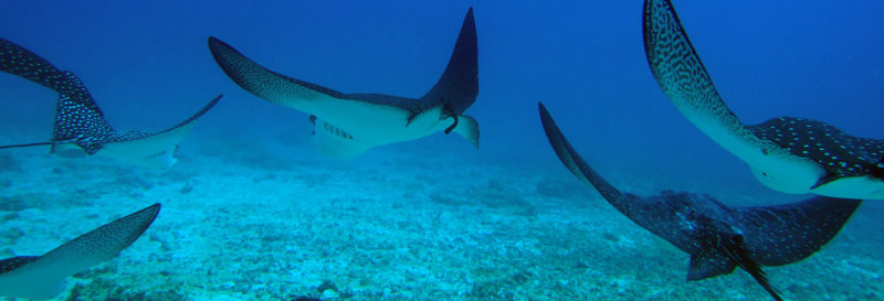 Manta Ray Diving spot