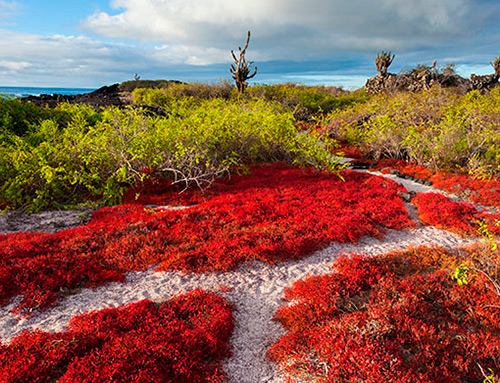 Galapagos Plantlife