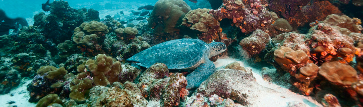 Galapagos Sea Turtle