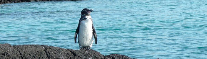 galapagos penguin 