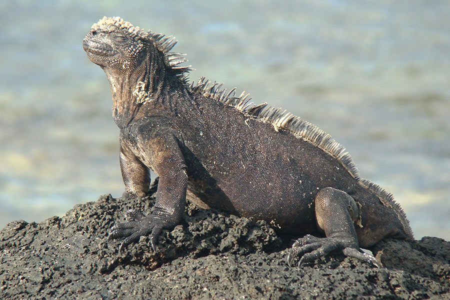 galapagos iguana