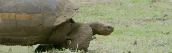 Galapagos islands | Giant Tortoise