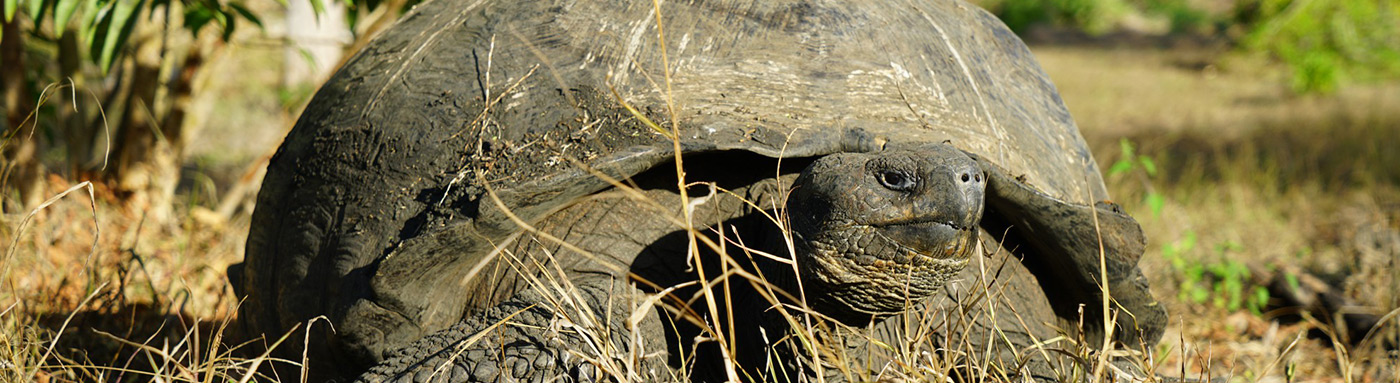 galapagos islands