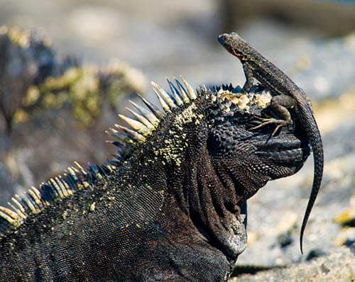 galapagos lizard