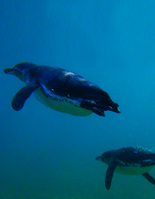 Galapagos penguins