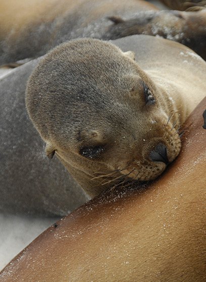 galapagos sea lion