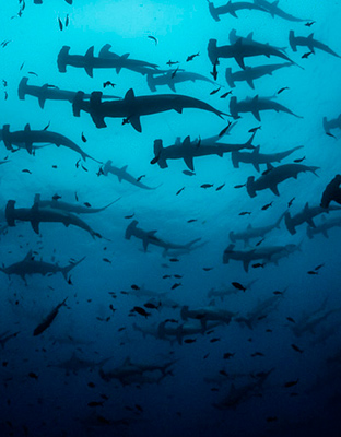 Galapagos sharks