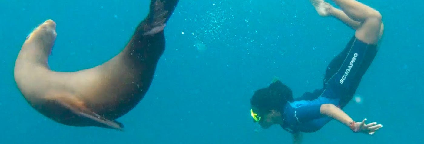 snorkeling - sea lion