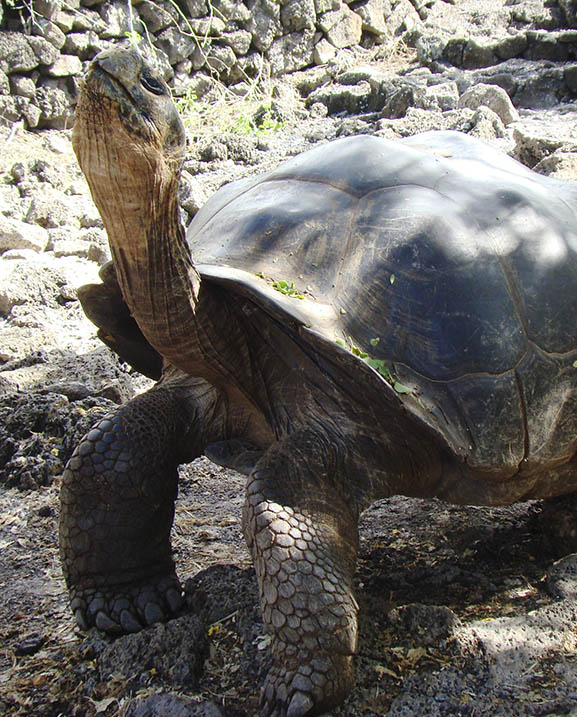 Galapagos to San Francisco: A giant tortoise journey Voyagers Travel Specialists