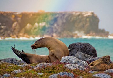 Galapagos Islands | Sea Lion