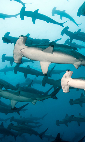 galapagos underwater