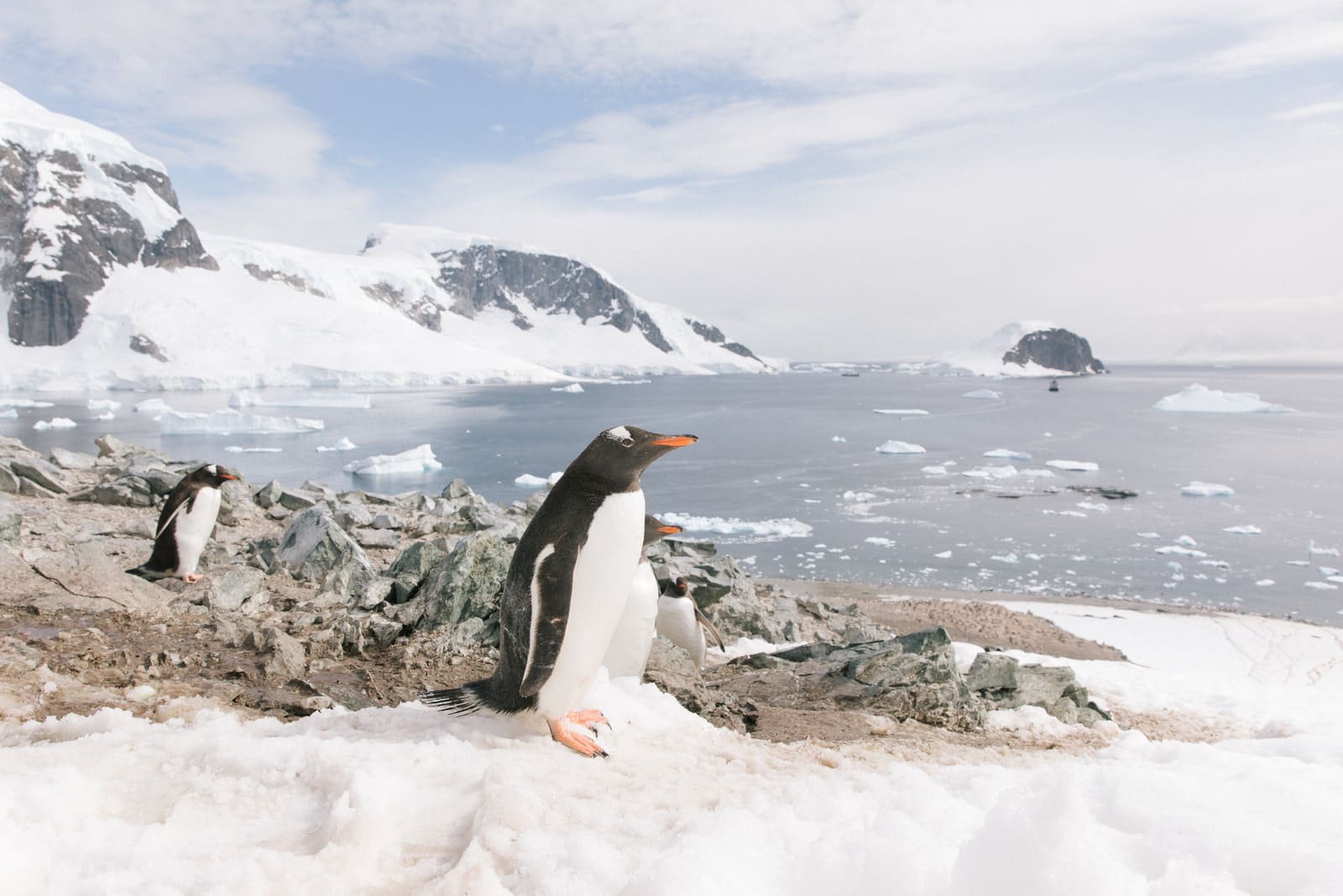 Gentoo Penguins | Danco Island's | Antarctica