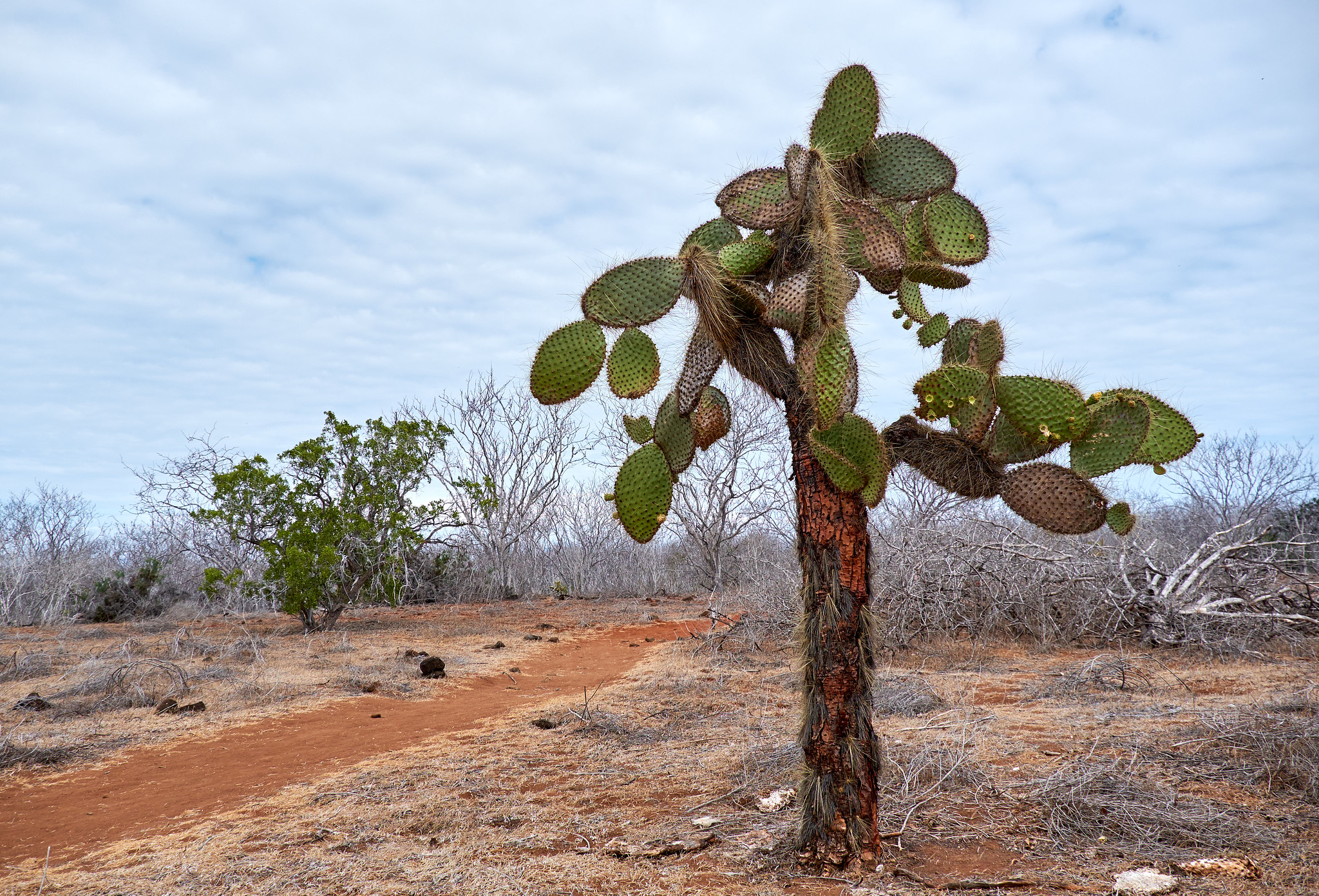 Cato gigante das galápagos