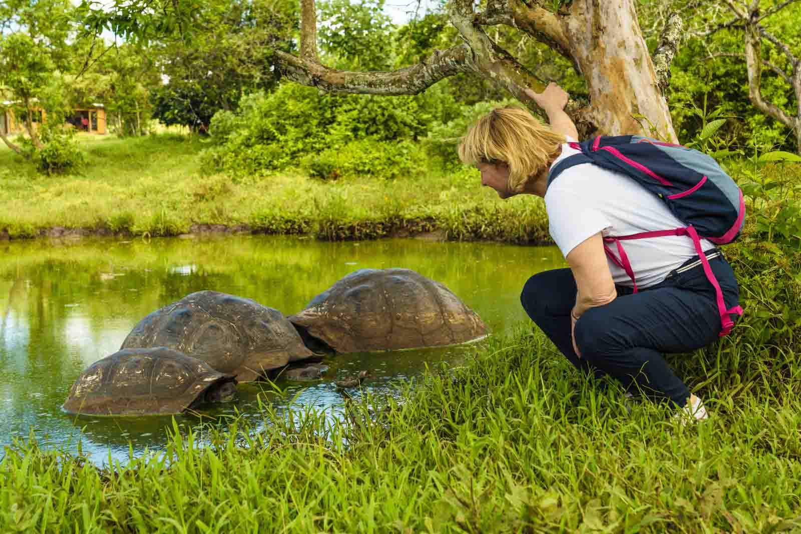 Galapagos giant tortoises | Galapagos
