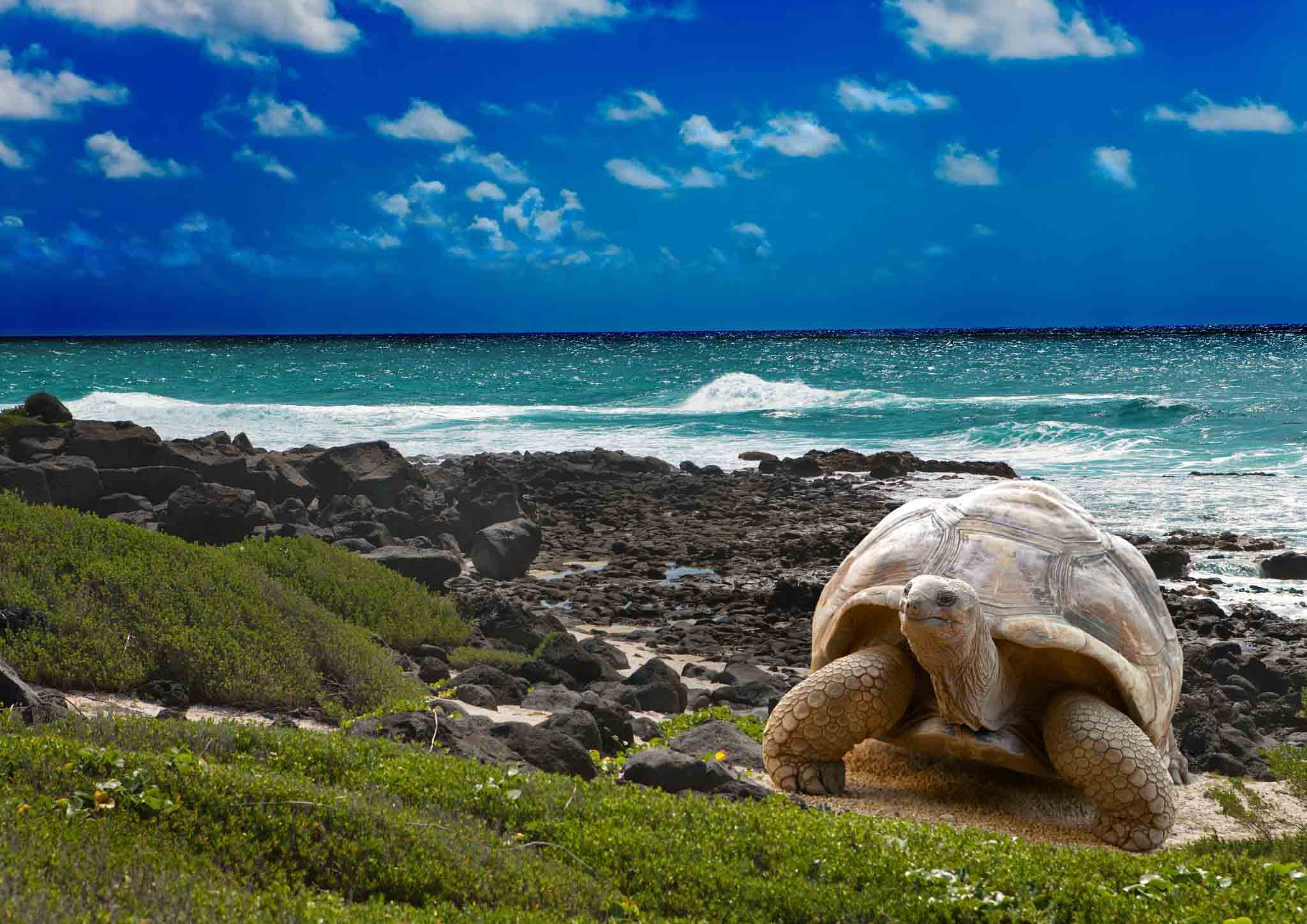 Galapagos giant tortoise | Galapagos Islands | Ecuador | South America
