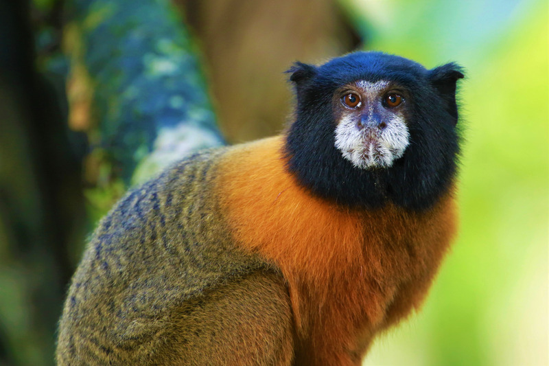 Golden-mantled tamarin | Ecuador