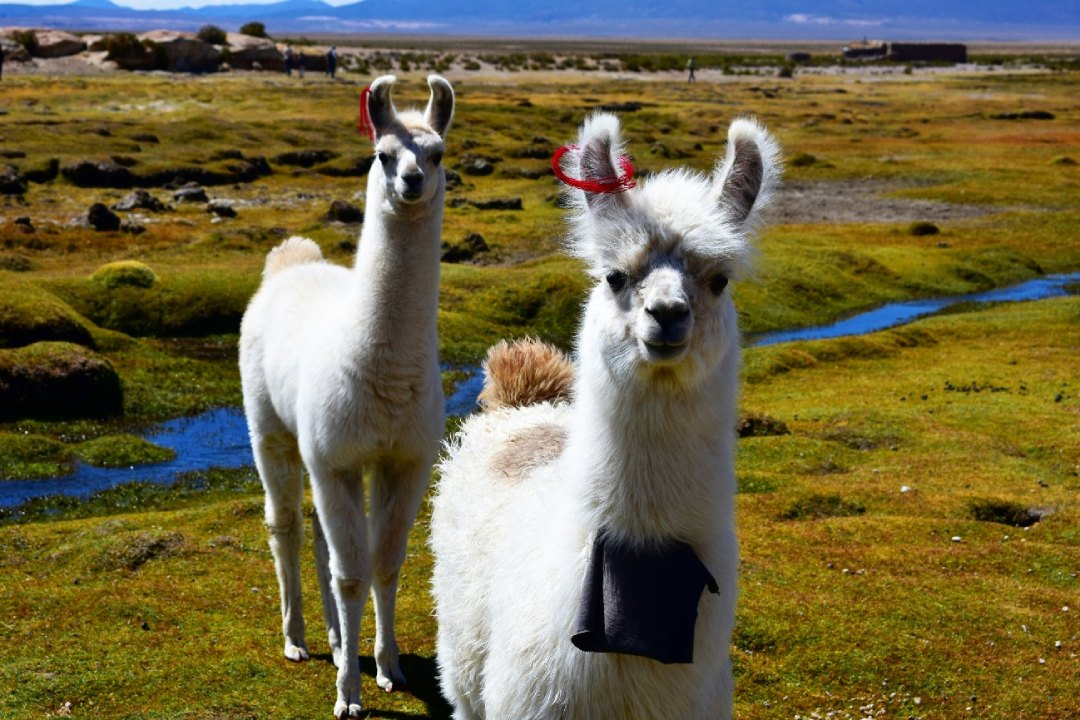 A group of llamas on a grassy hill | Peru
