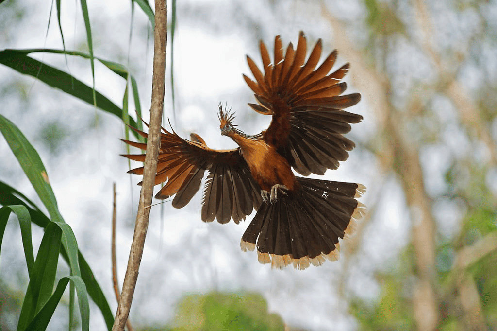 Hoatzin | Tambopata National Reserve | Peru | South America