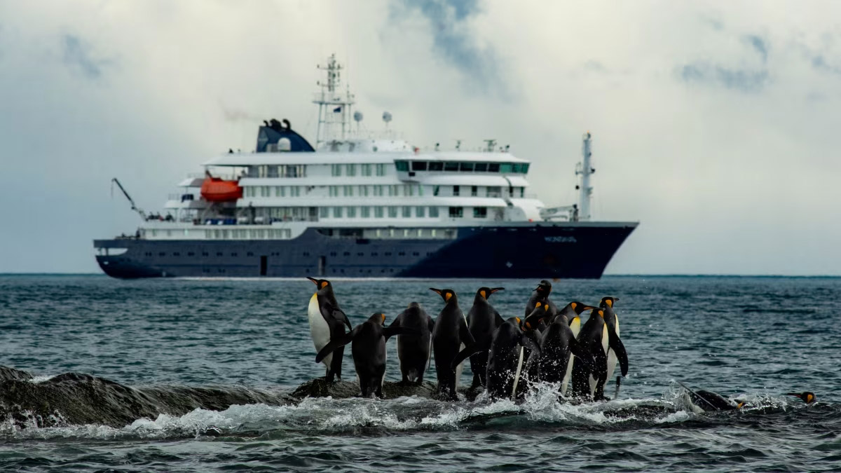 Emperor penguin | Hondius | Cruise | Antarctica