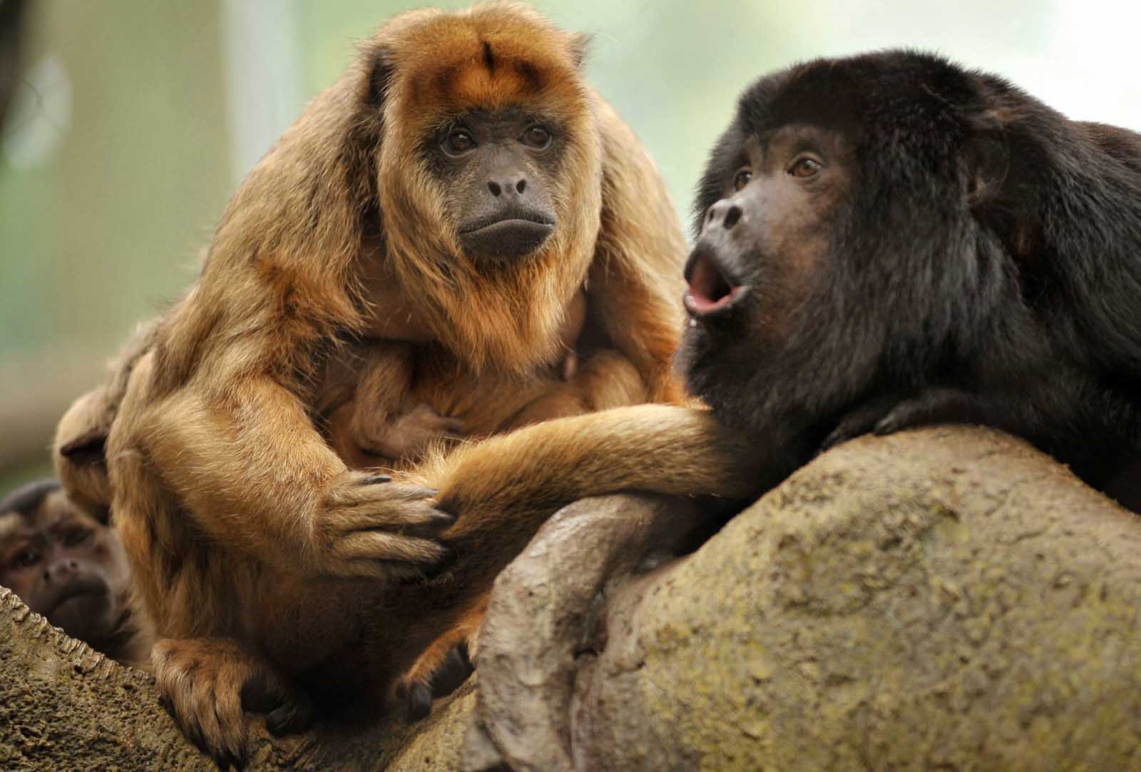 Howler Monkeys | Manabí