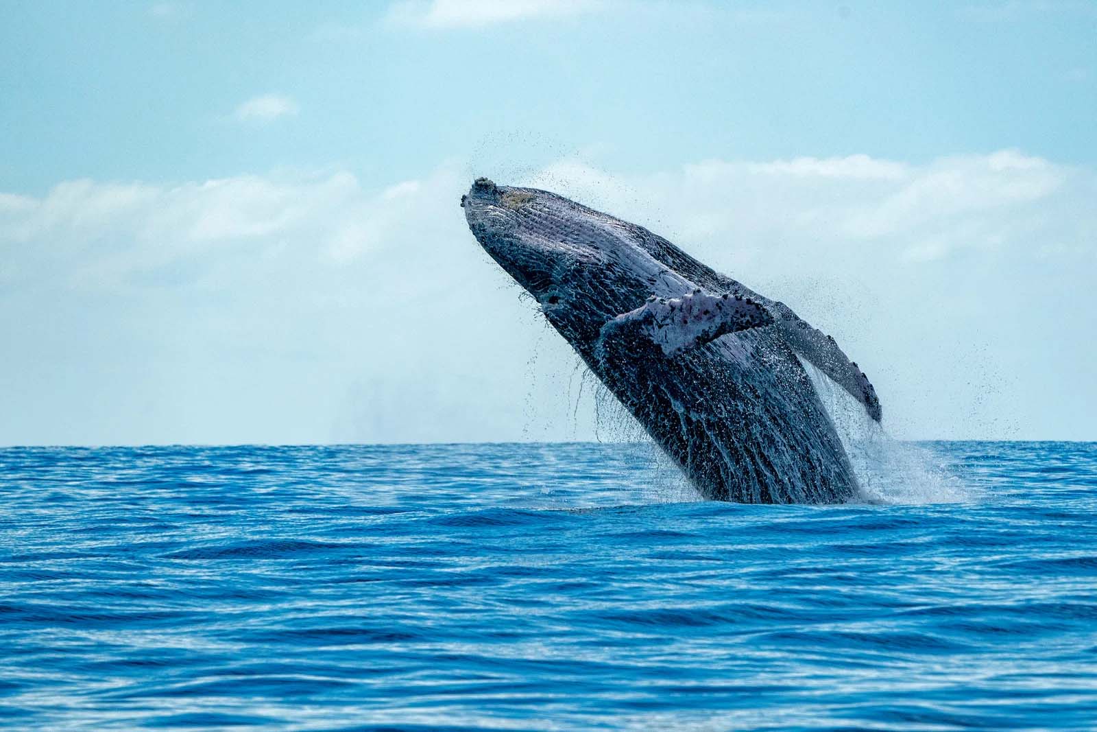 Humpback Whale