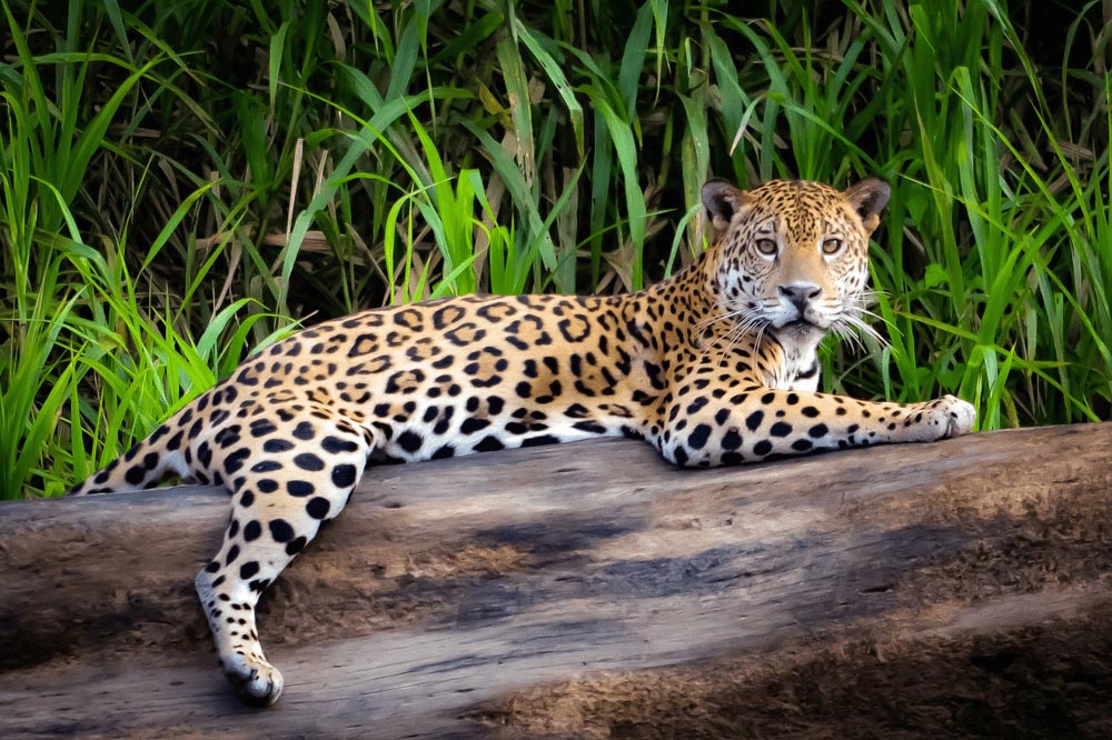 Jaguar | Tambopata National Reserve | Peru | South America