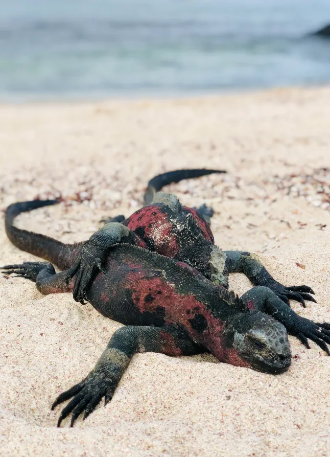 Land Iguanas | Galapagos
