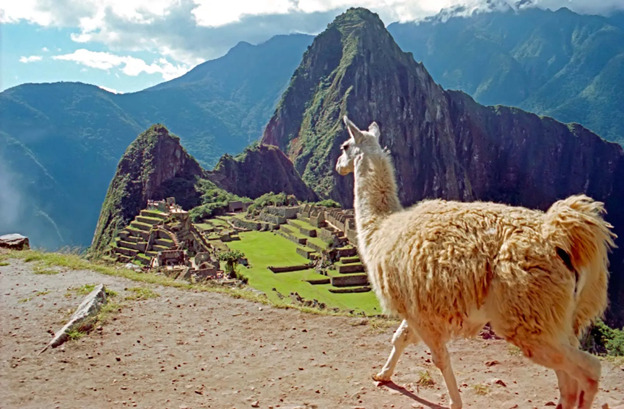 Llama | Peru | South America