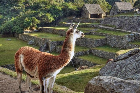 Llama | Machu Picchu | Peru