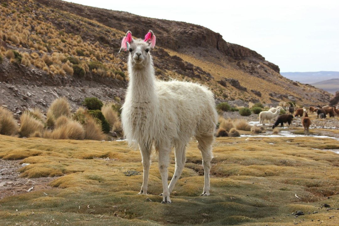 Llama-in-montains | Peru