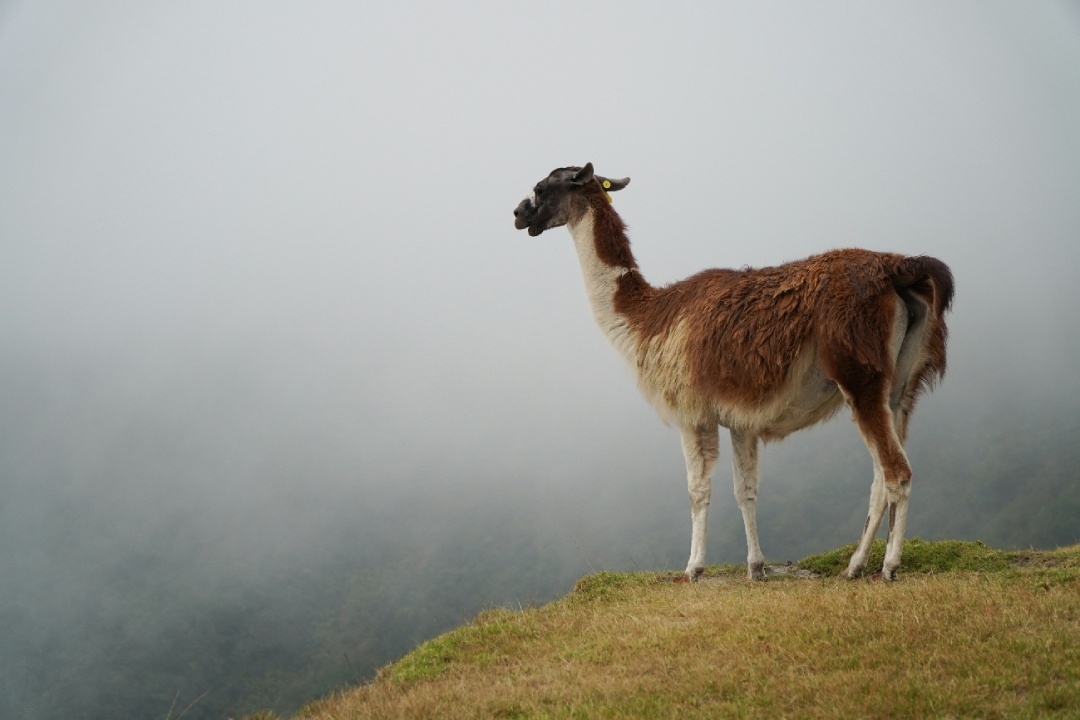 A llama standing on top of a hill | Peru