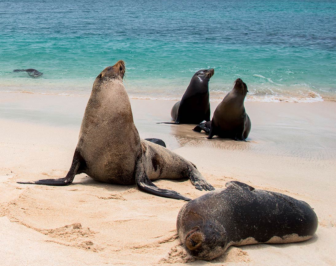 Sea Lions Galapagos Islands